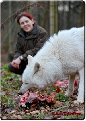 Foto by Michael Schönberger - Polarwölfe - Wolfspark Werner Freund